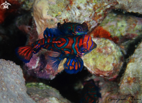 A Mandarin fish