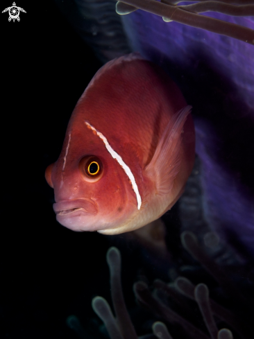 A Pink Anemonefish