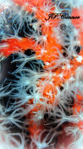 A Corail rouge de Méditerranée
