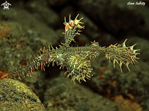 A Solenostomus paradoxus | Ghost pipefish