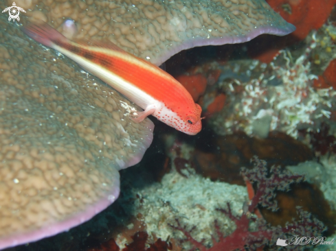 A Freckled Hawkfish