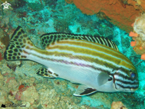 A Striped Sweetlips