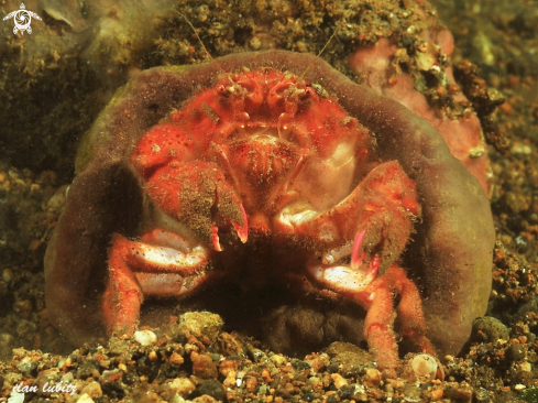 A Sponge crab 