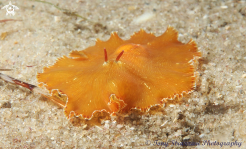 A White-lined Flatworm