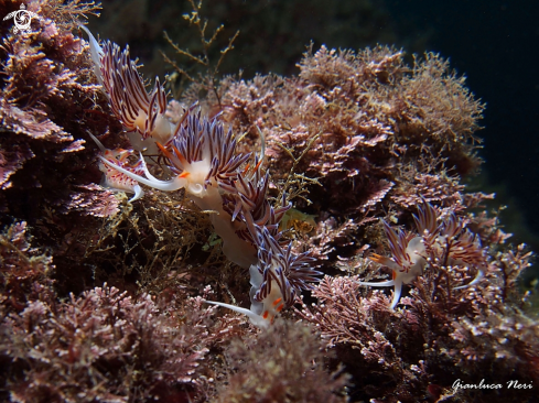 A Cratena peregrina | Cratena 