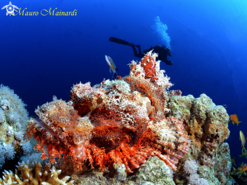 A Scorpionfish