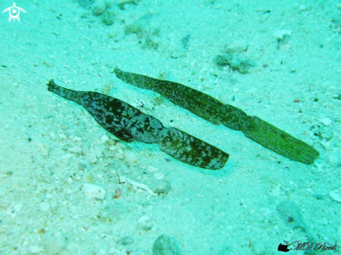 A Robust ghost pipefish