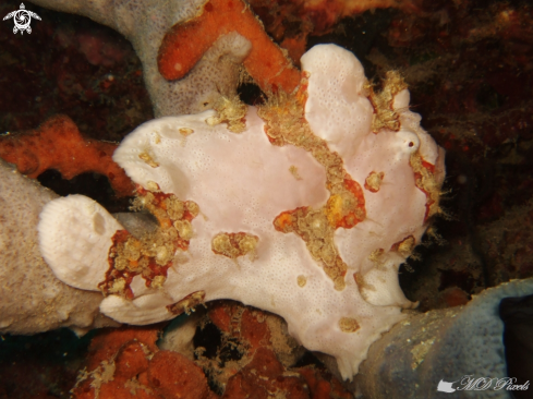 A Antennarius pictus | Frogfish