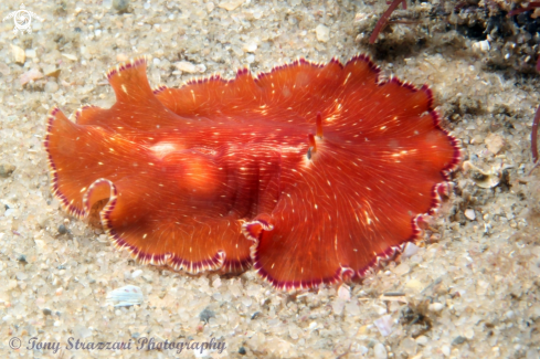 A White-lined Flatworm