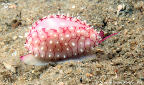 A Banded Ovulid