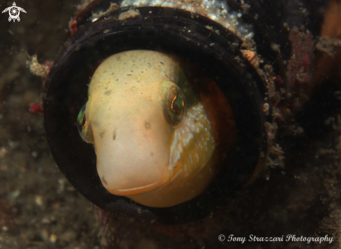 A Brown Sabretooth Blenny