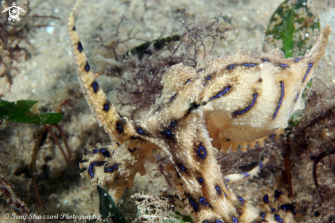 A Blue-lined Octopus