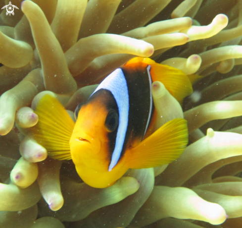 A Pomacentridae  | Red Sea anemonefish