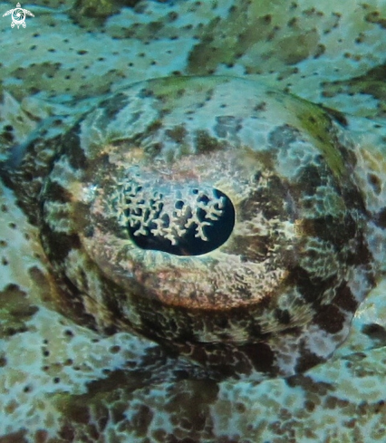 A Carpet flat head | Crocodile fish