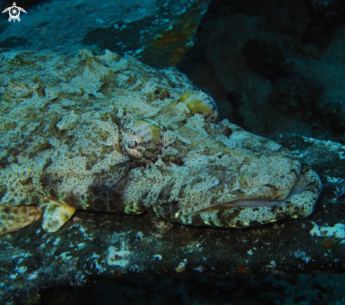 A Carpet flat head | Crocodile fish