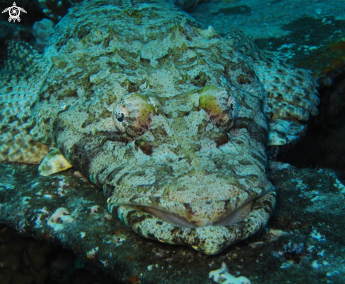 A Crocodile fish