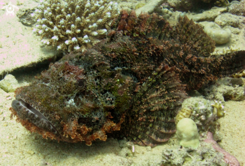 A Scorpaenopsis oxycephalus  | Flat head scorpion fish