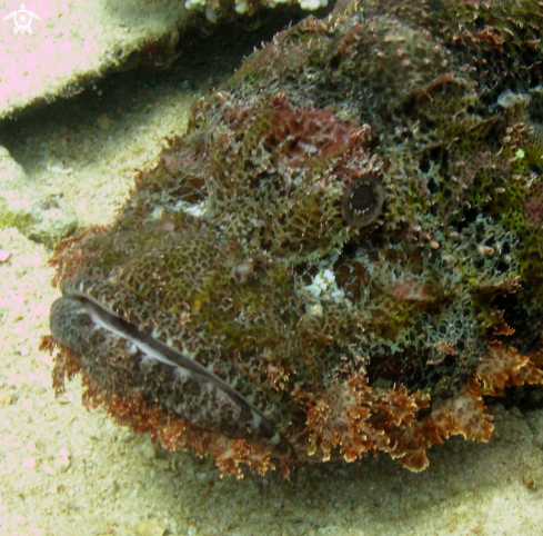 A Flat head scorpion fish