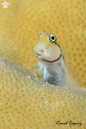 A Ecsenius minutus | Blenny