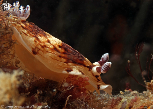 A Pancake Aphelodoris