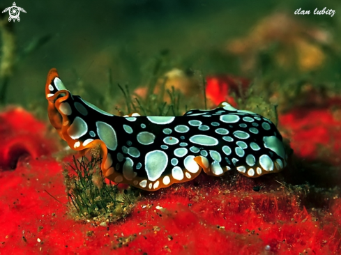 A Flatworm