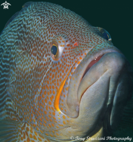 A Maori cod