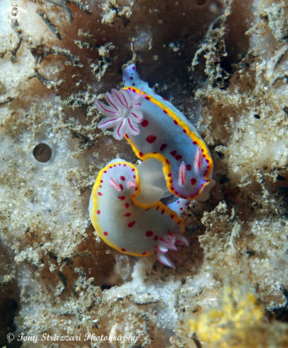 A Bennett's Hypselodoris