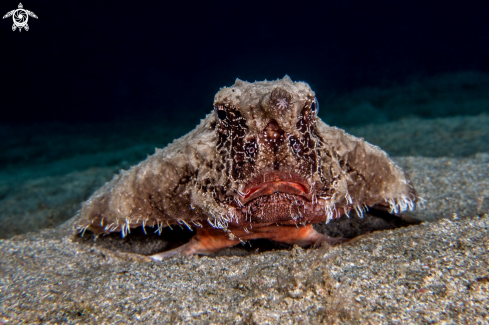 A Shortnose Batfish