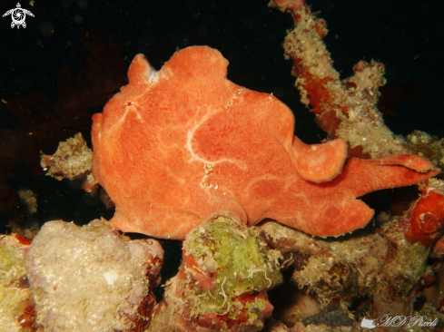A Antennarius commerson | Frogfish
