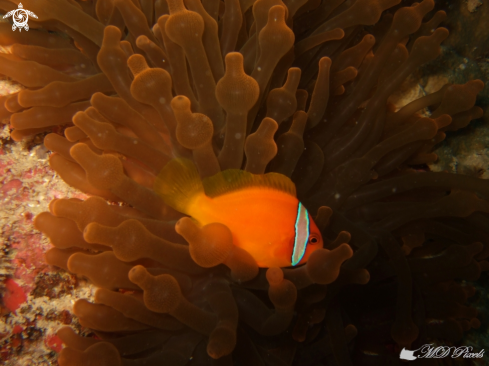 A Amphiprion frenatus | Anemone fish