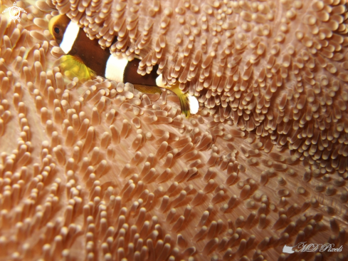 A Amphiprion clarkii | Anemone fish