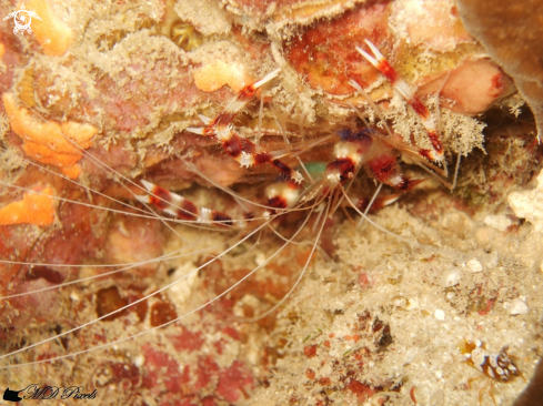 A Banded Coral Shrimp