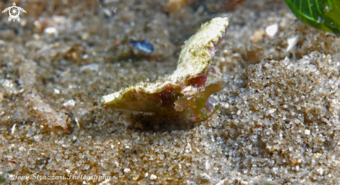 A Sea hare