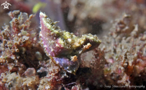 A Sea hare