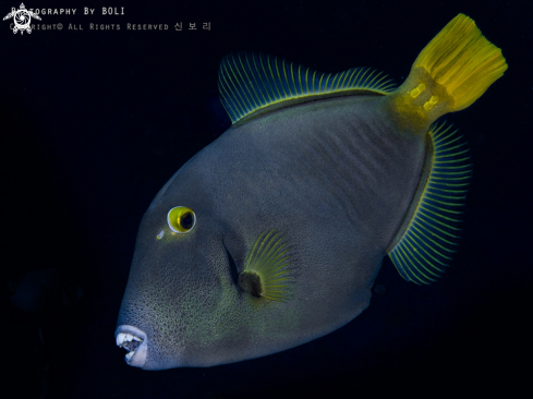 A Barred Filefish