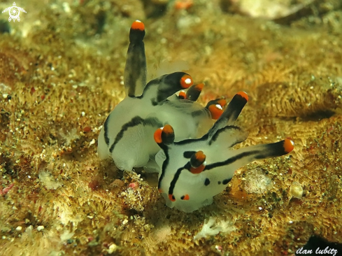 A Thecacera picta | Nudibranch