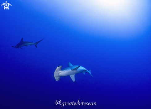 A Scalloped Hammerhead Shark