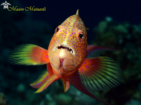 A Grouper miniata