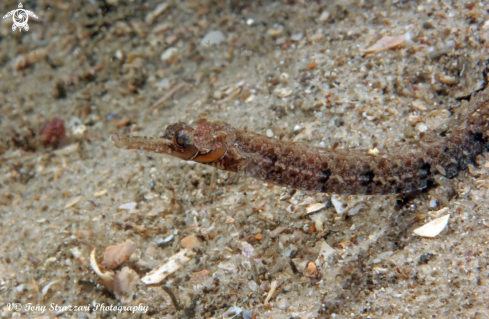 A Girdled Pipefish