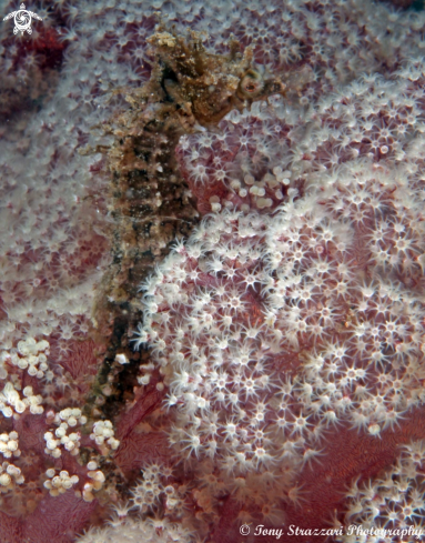 A White's seahorse