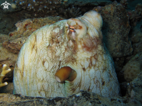 A Big red octopus