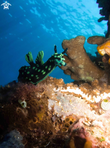 A Nembrotha nudibranch