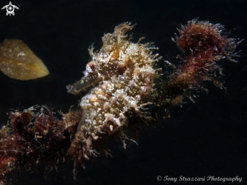 A White's seahorse