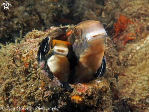 A Brown Sabretooth Blenny 