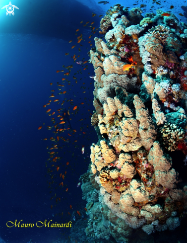 A Red sea panorama