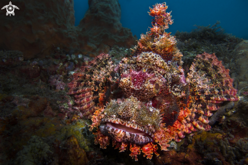 A Tassled Scorpionfish