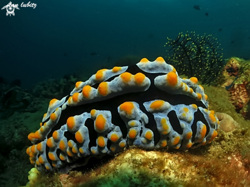 A Phyllidia varicosa | Nudibranch