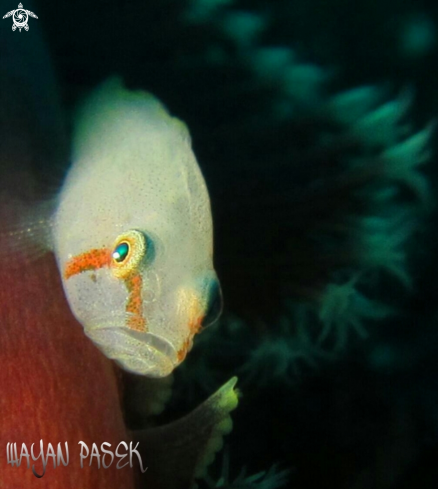 A white goby