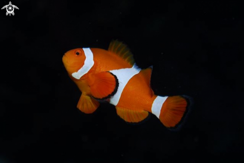 A Clown fish