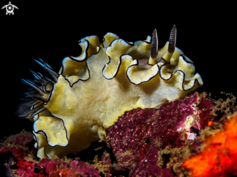 A Nudibranch